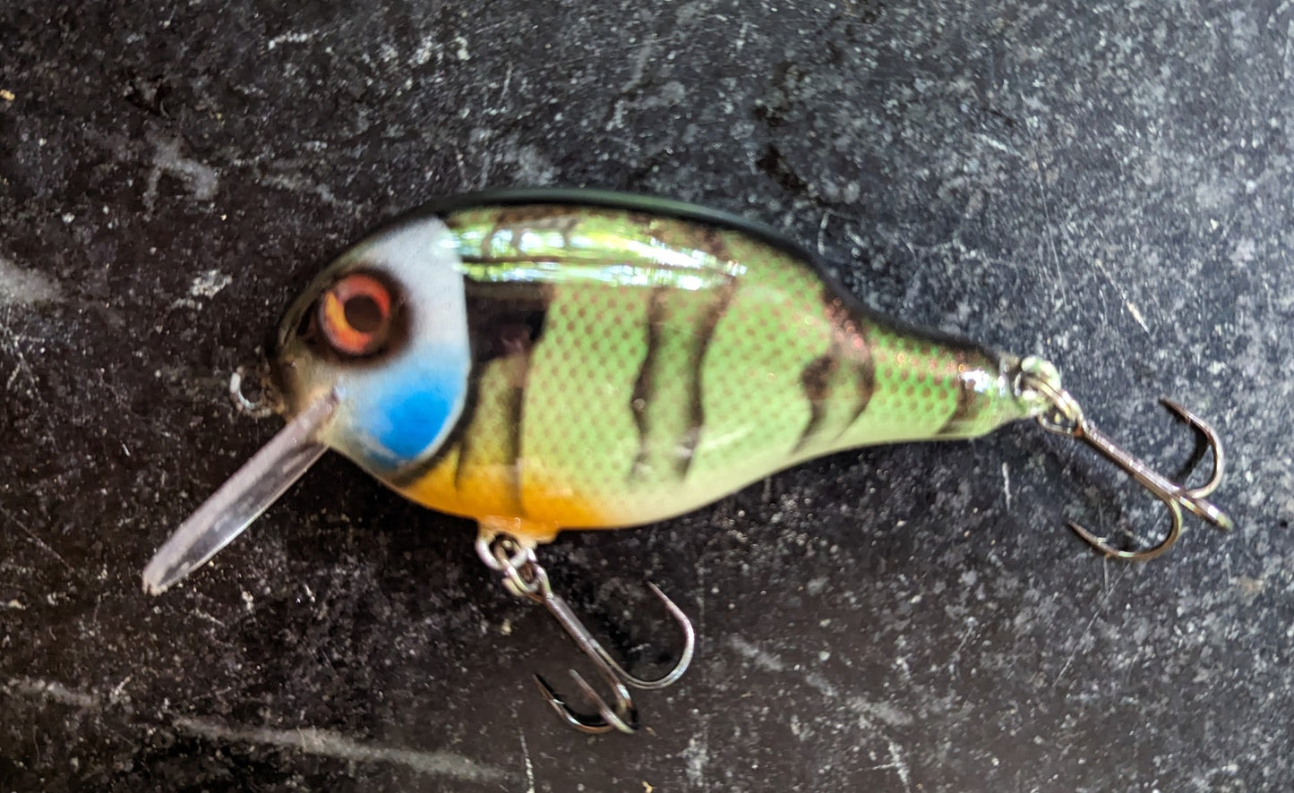 Unsuspecting Sunfish